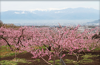 Cherry blosom